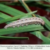 chazara persephone larva l3 daghestan 1